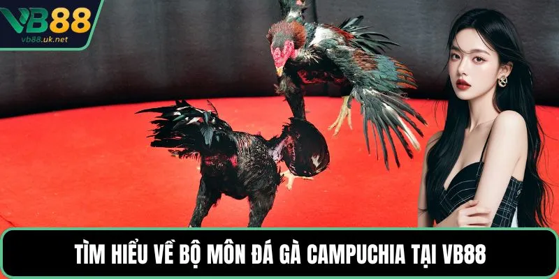 Tìm hiểu về bộ môn đá gà Campuchia tại VB88